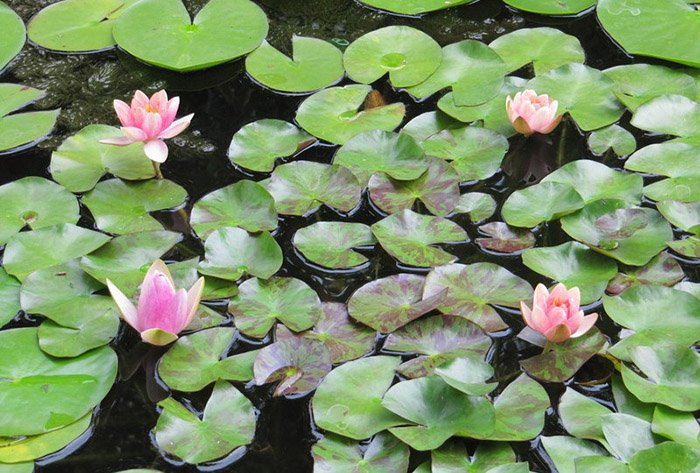 Превью изображения