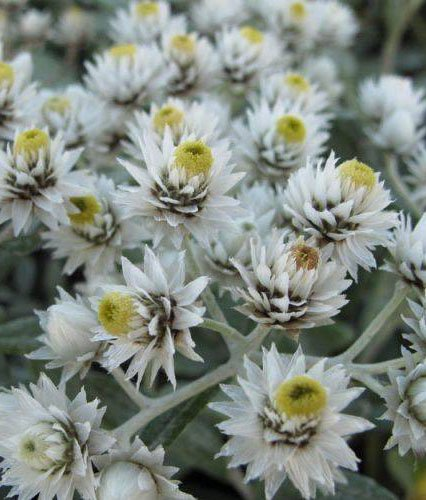 Превью изображения