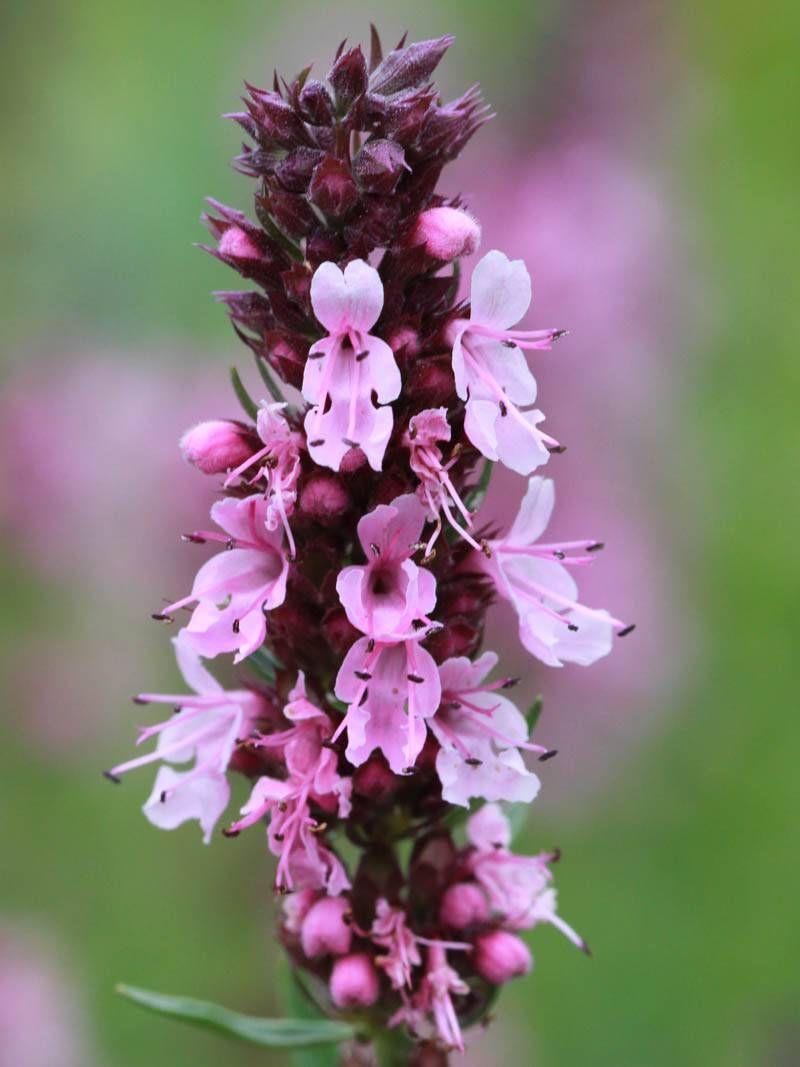 Превью изображения