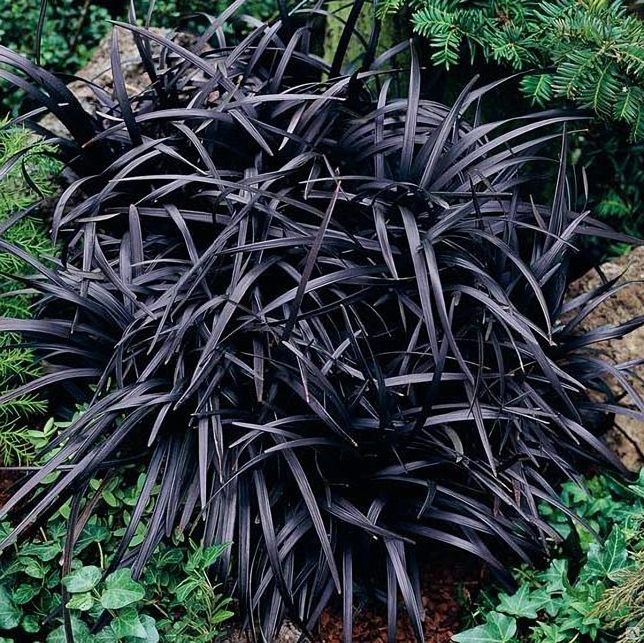 Превью изображения