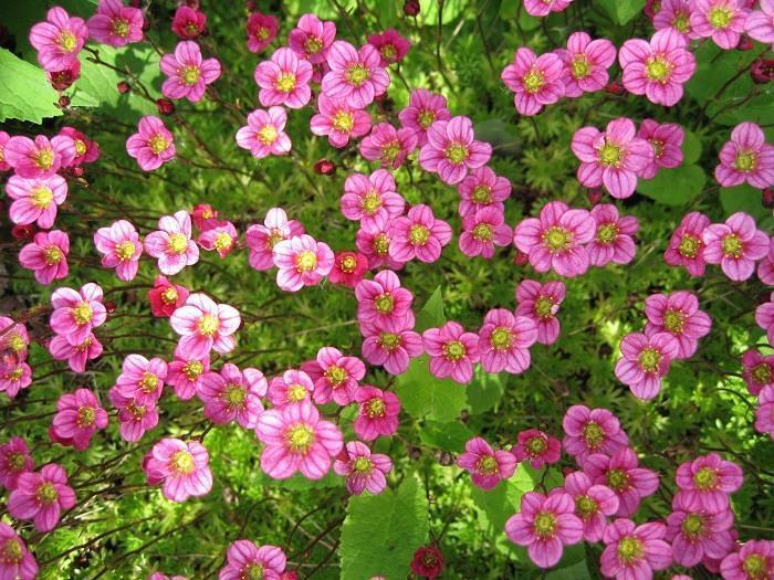 Превью изображения