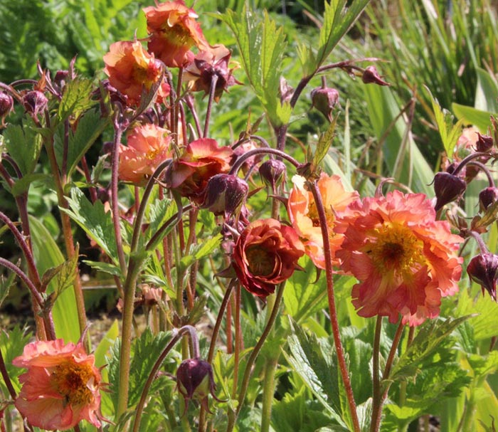 Превью изображения