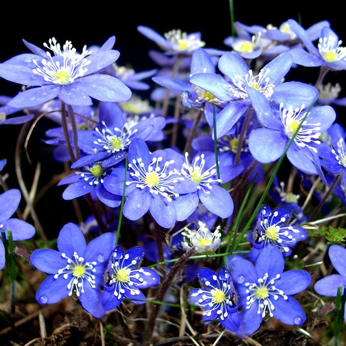 Превью изображения