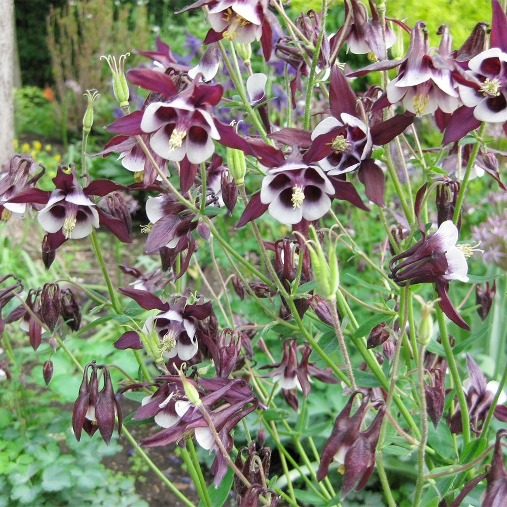 Превью изображения