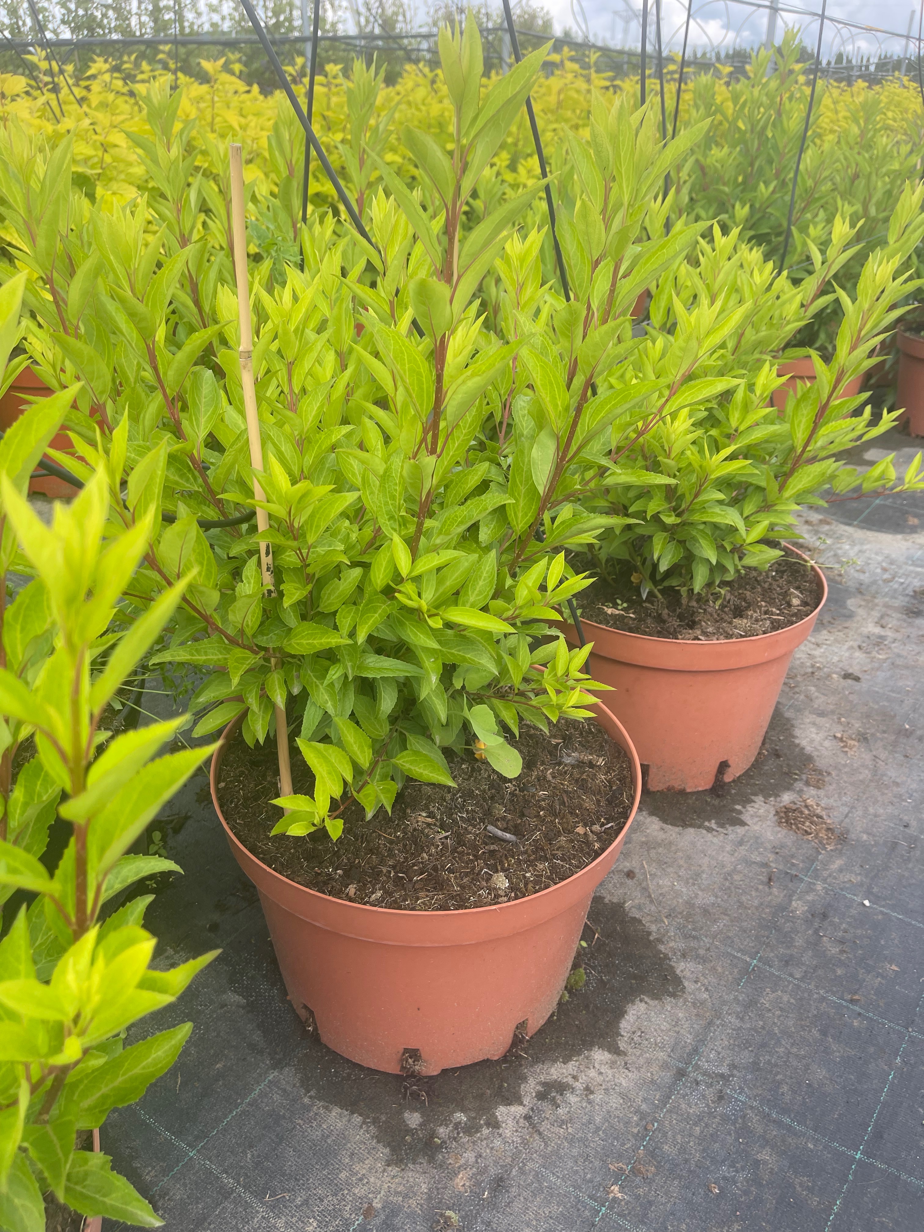 Превью изображения