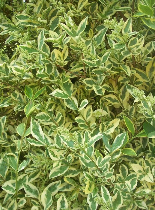 Превью изображения