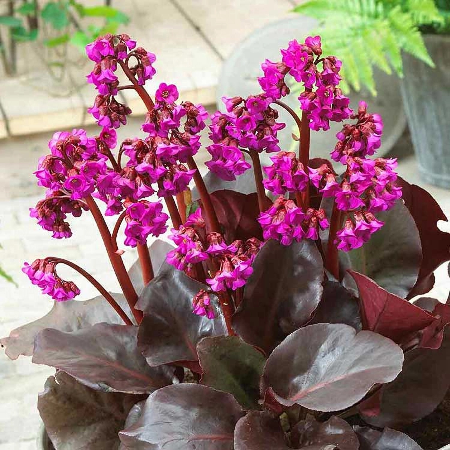 Превью изображения