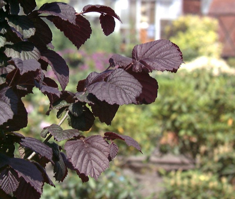 Превью изображения