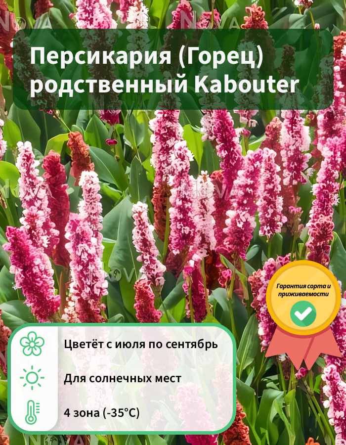 Превью изображения