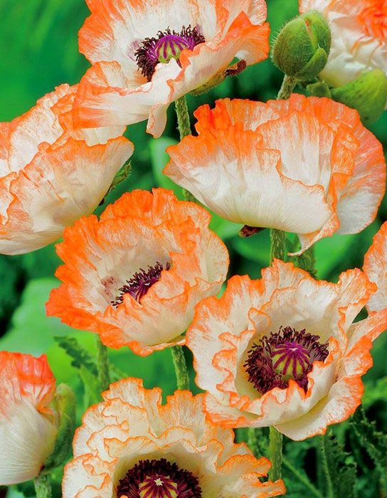 Превью изображения