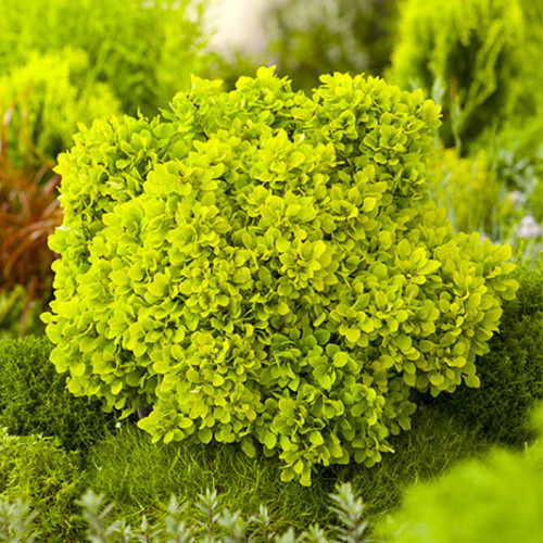 Превью изображения