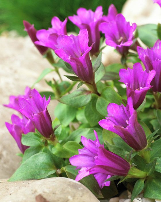 Превью изображения