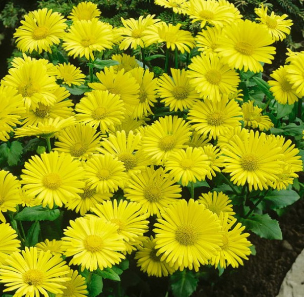 Превью изображения