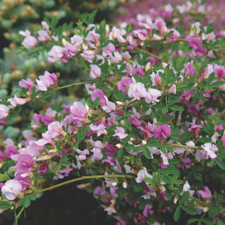 Превью изображения