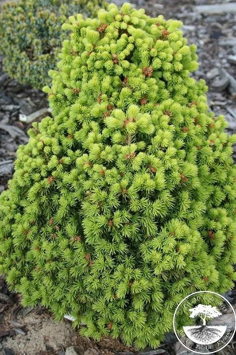 Превью изображения