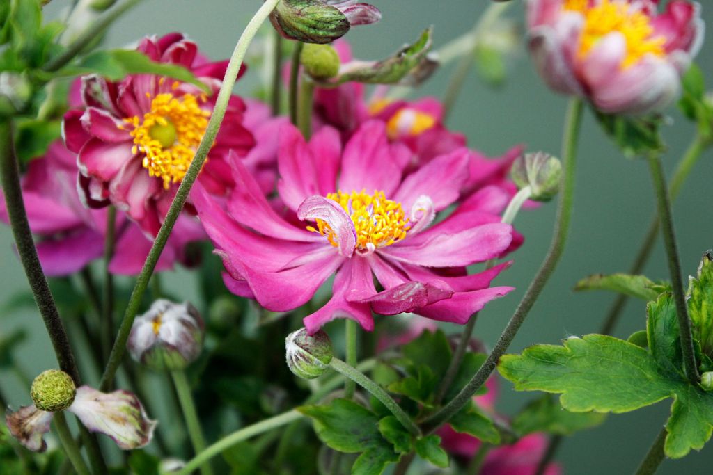 Превью изображения