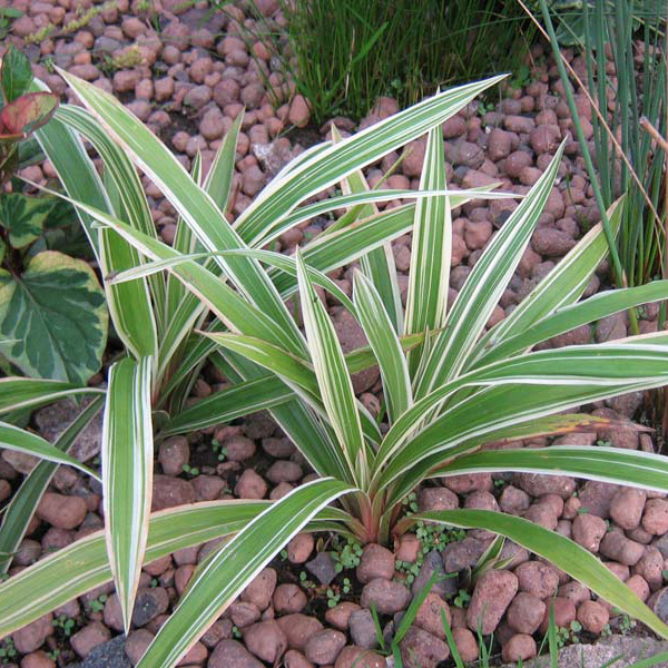 Превью изображения