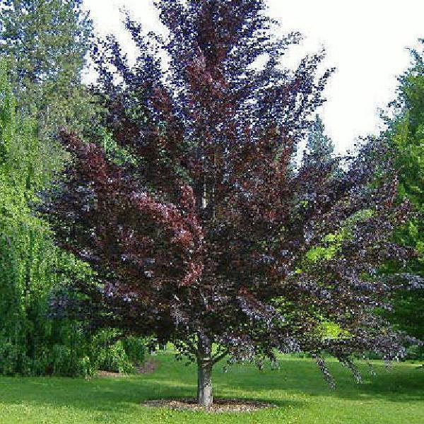 Превью изображения