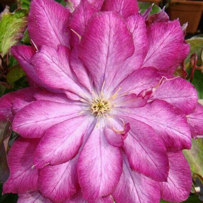 Превью изображения