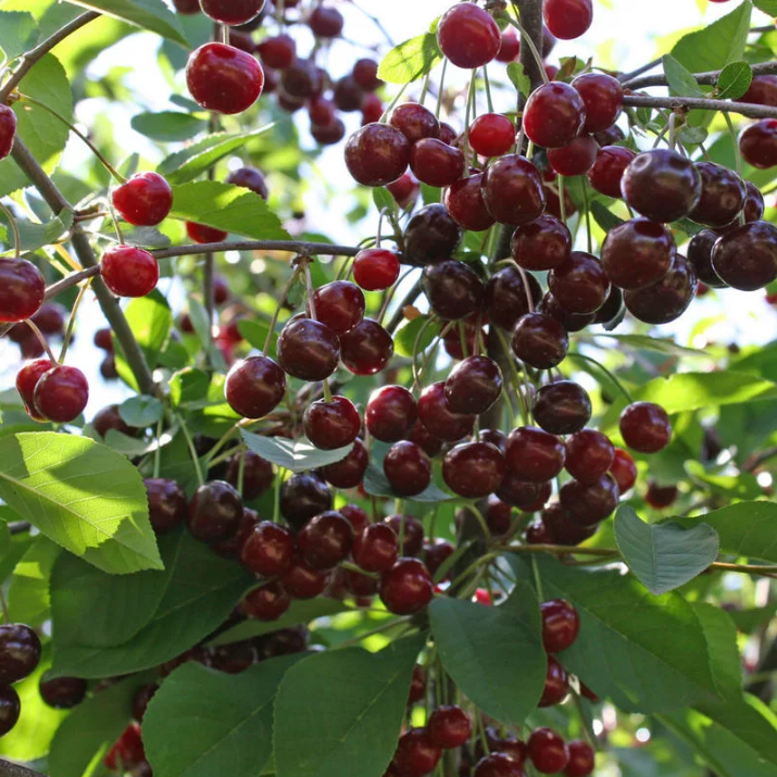 Превью изображения