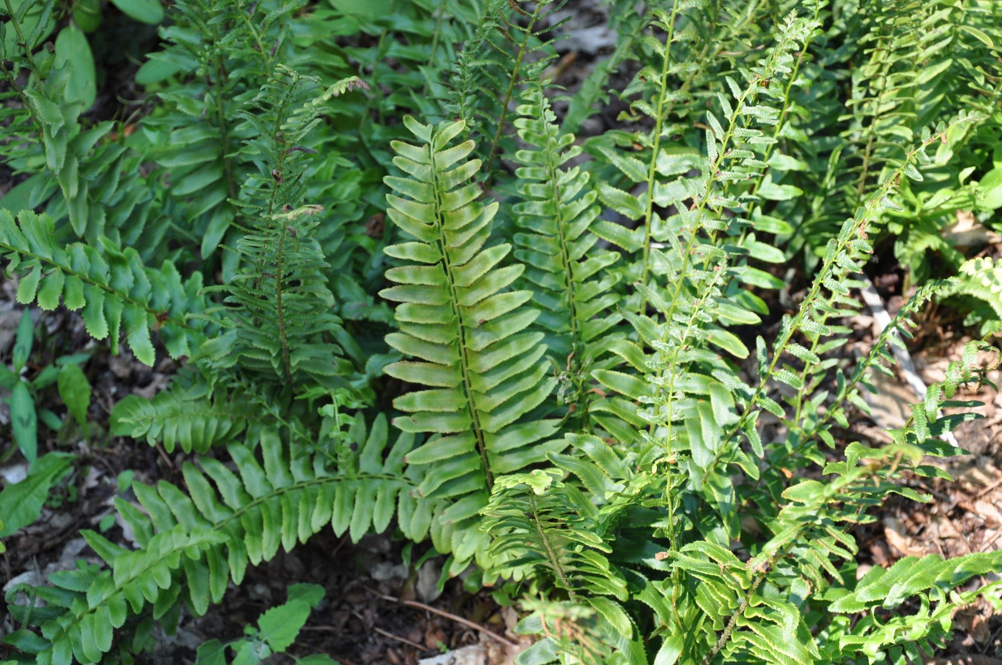 Превью изображения