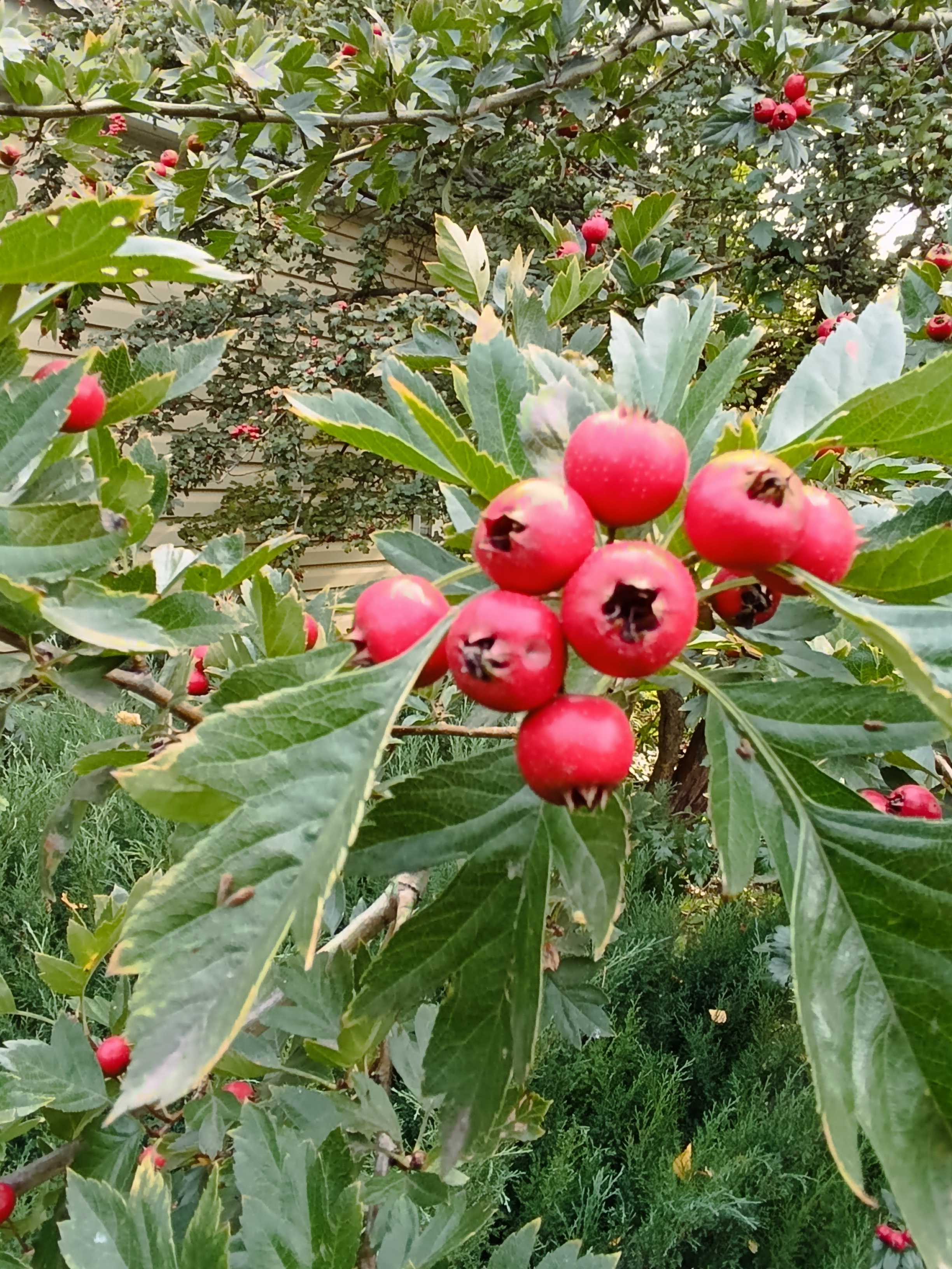 Превью изображения