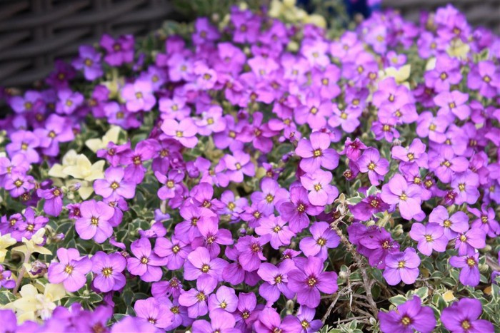 Превью изображения