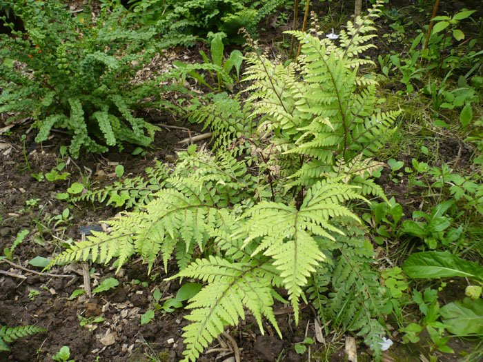 Превью изображения