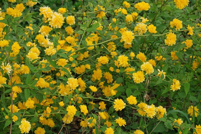 Превью изображения