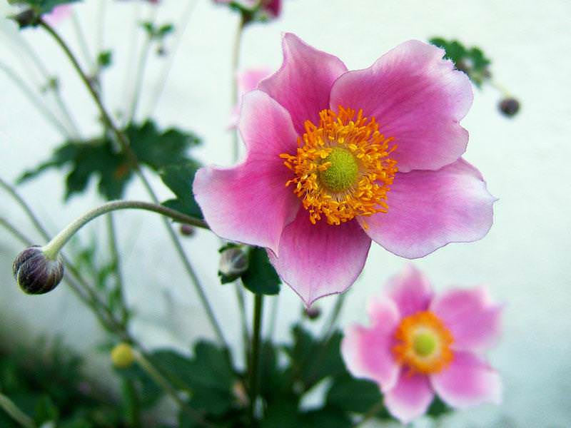 Превью изображения