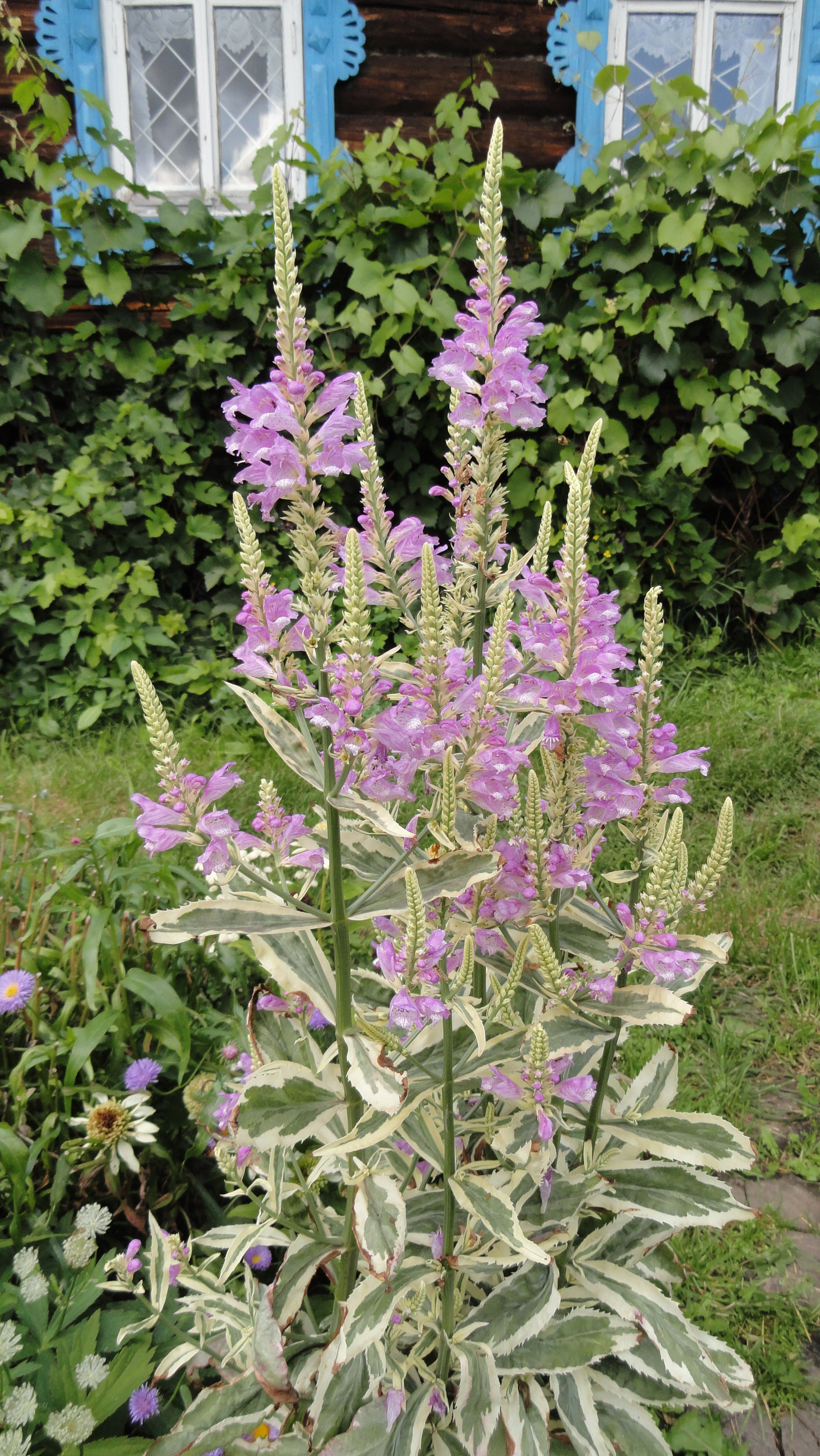 Превью изображения