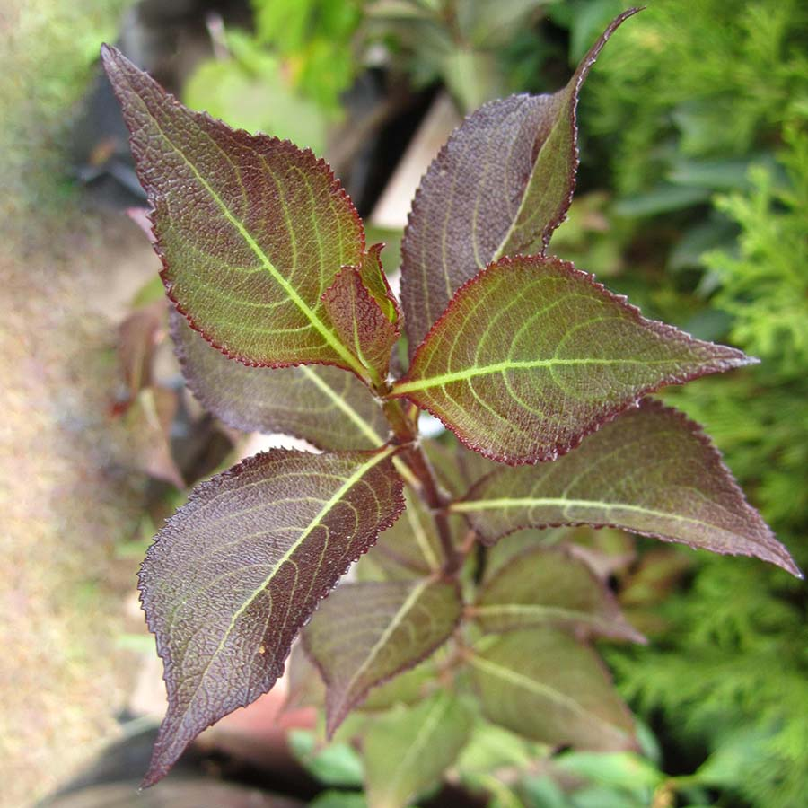 Превью изображения