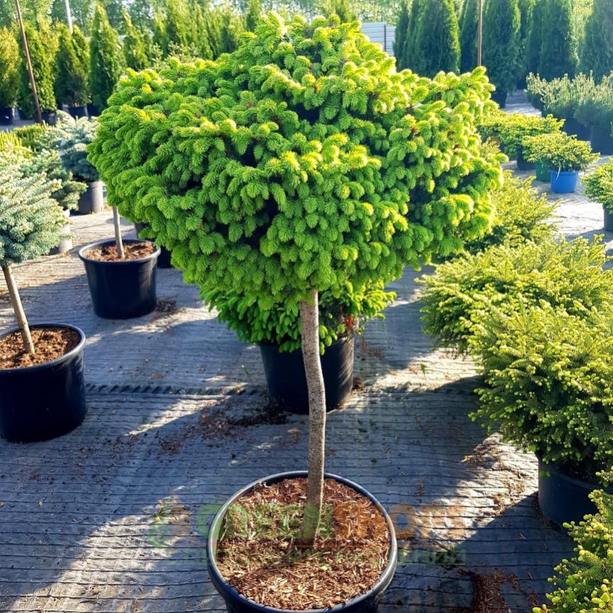 Превью изображения