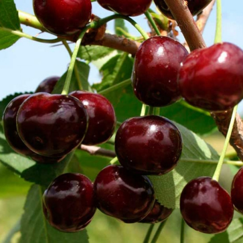 Превью изображения