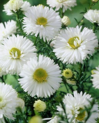 Превью изображения