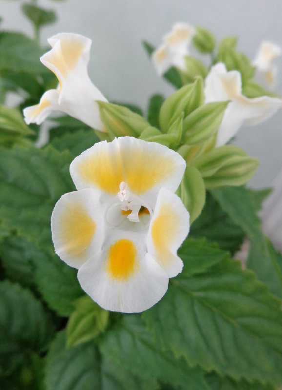 Превью изображения