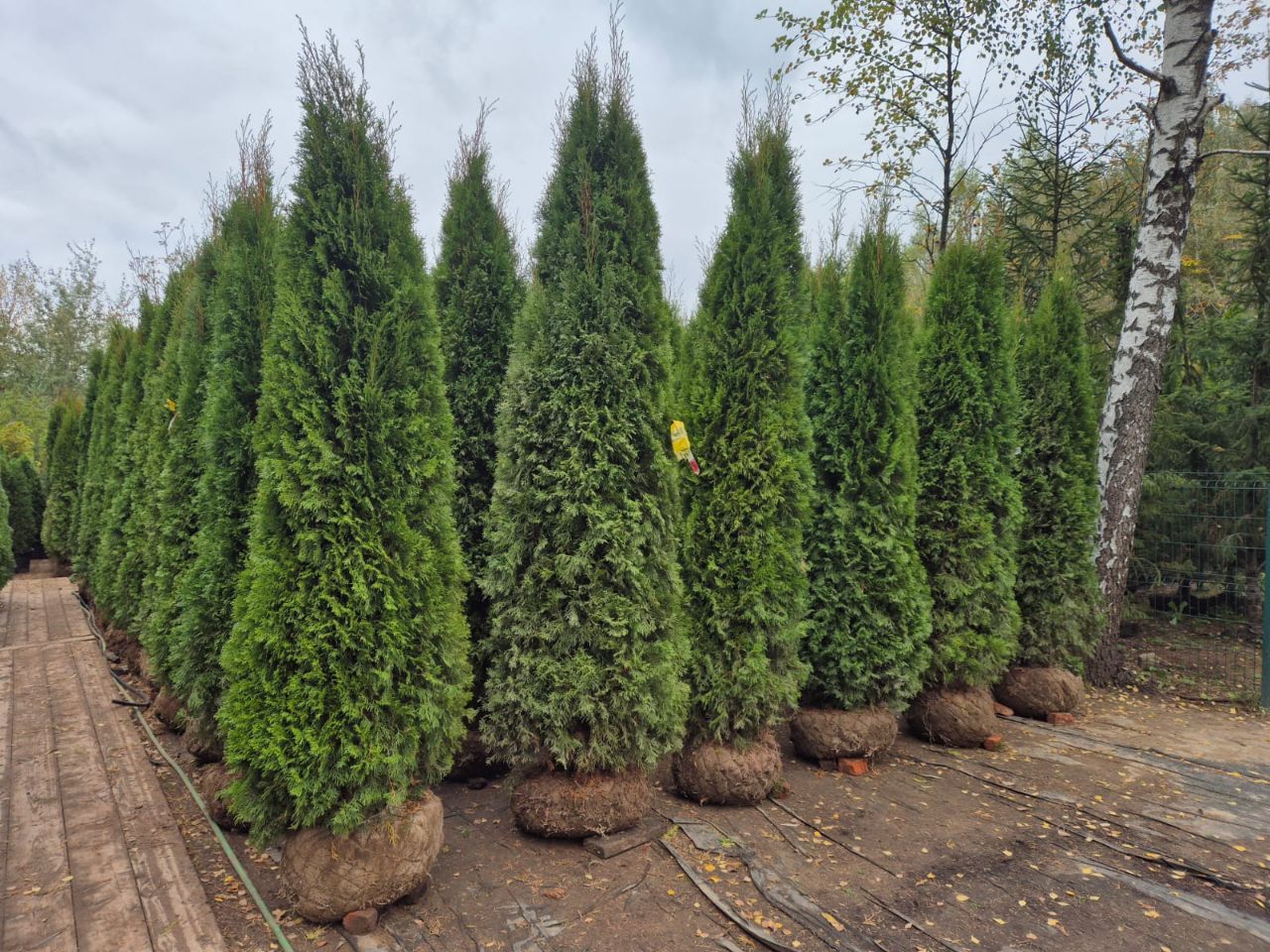 Превью изображения