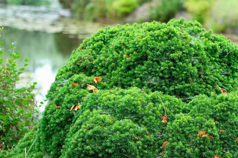 Превью изображения