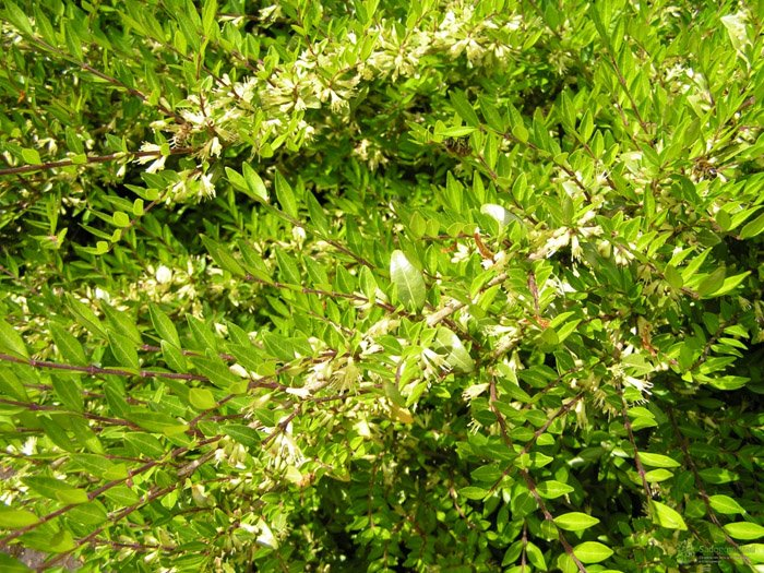 Превью изображения