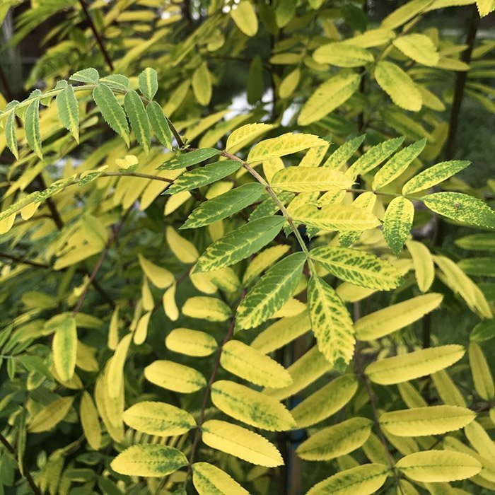 Превью изображения