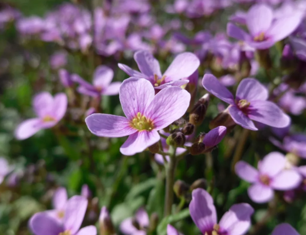 Превью изображения
