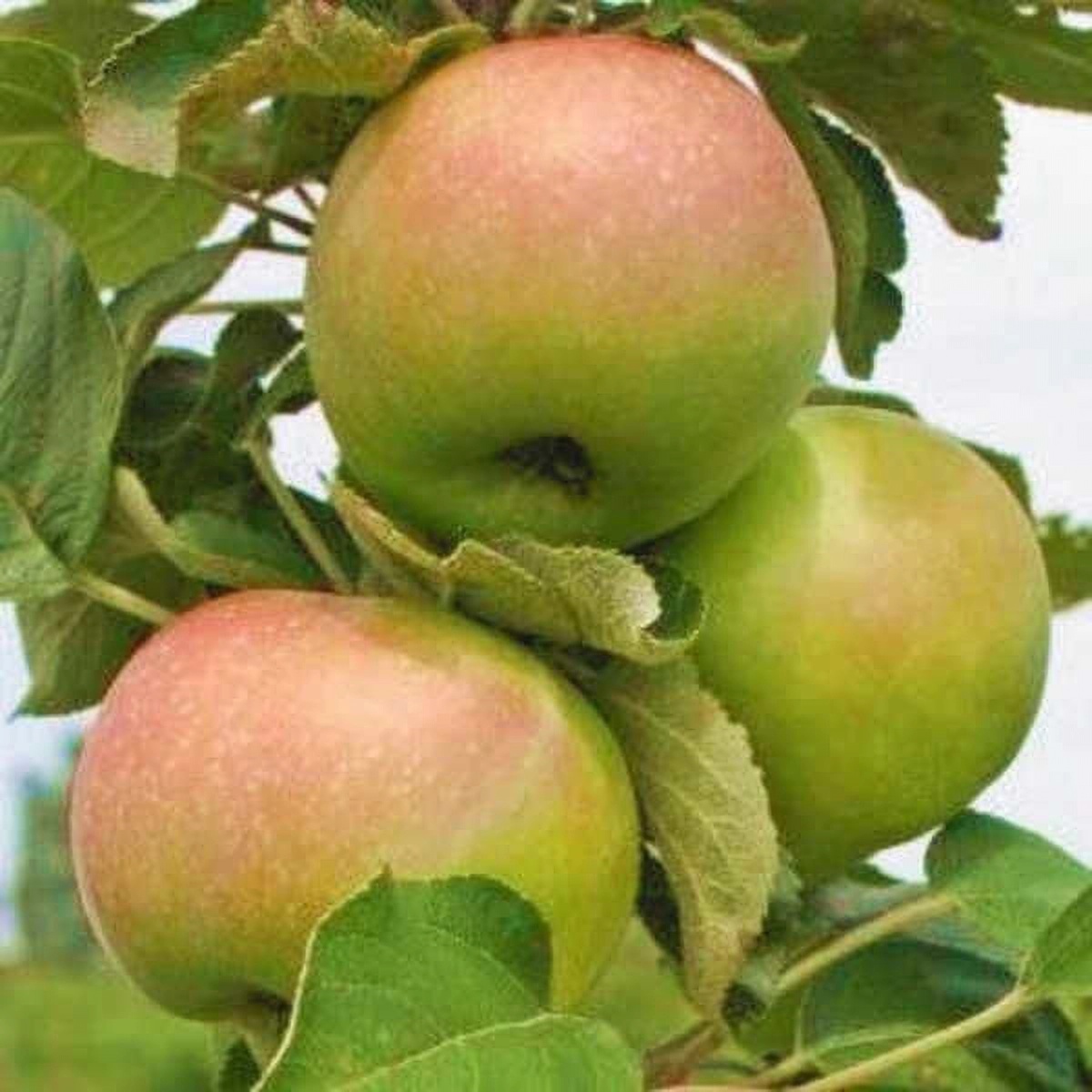 Превью изображения