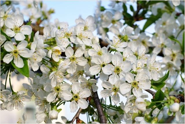 Превью изображения