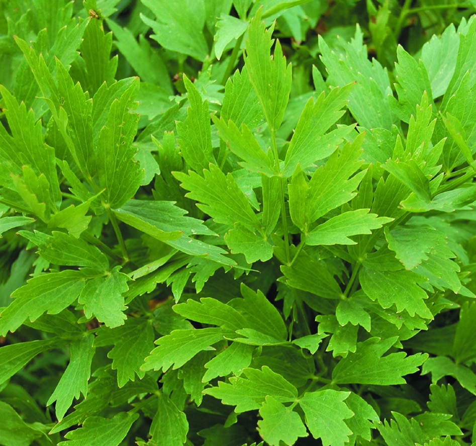 Превью изображения