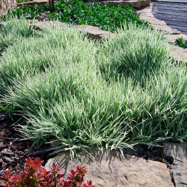 Превью изображения