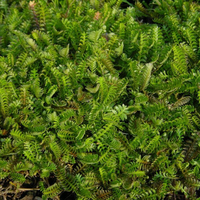 Превью изображения