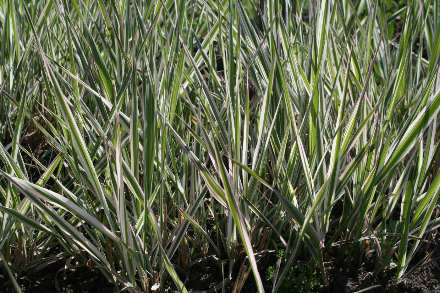 Превью изображения