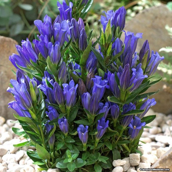 Превью изображения