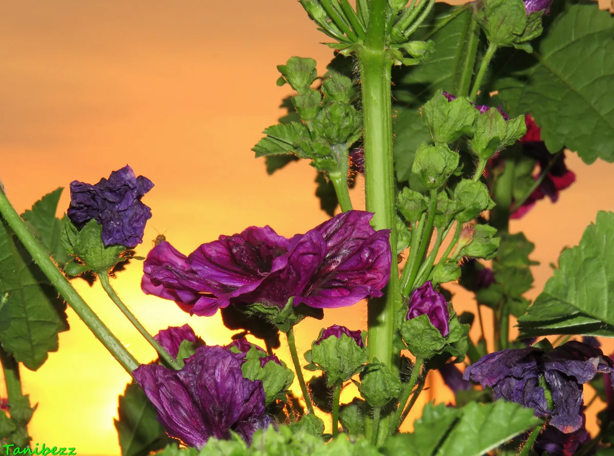 Превью изображения