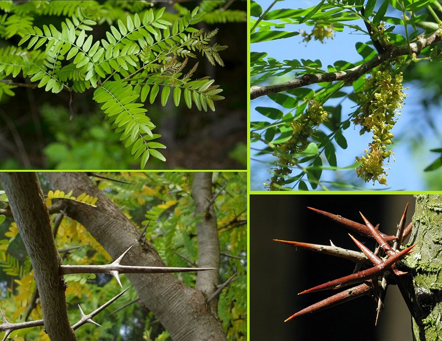 Превью изображения